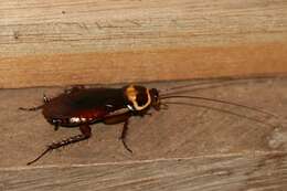 Image of Australian cockroach