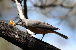 Image of Rufous Whistler