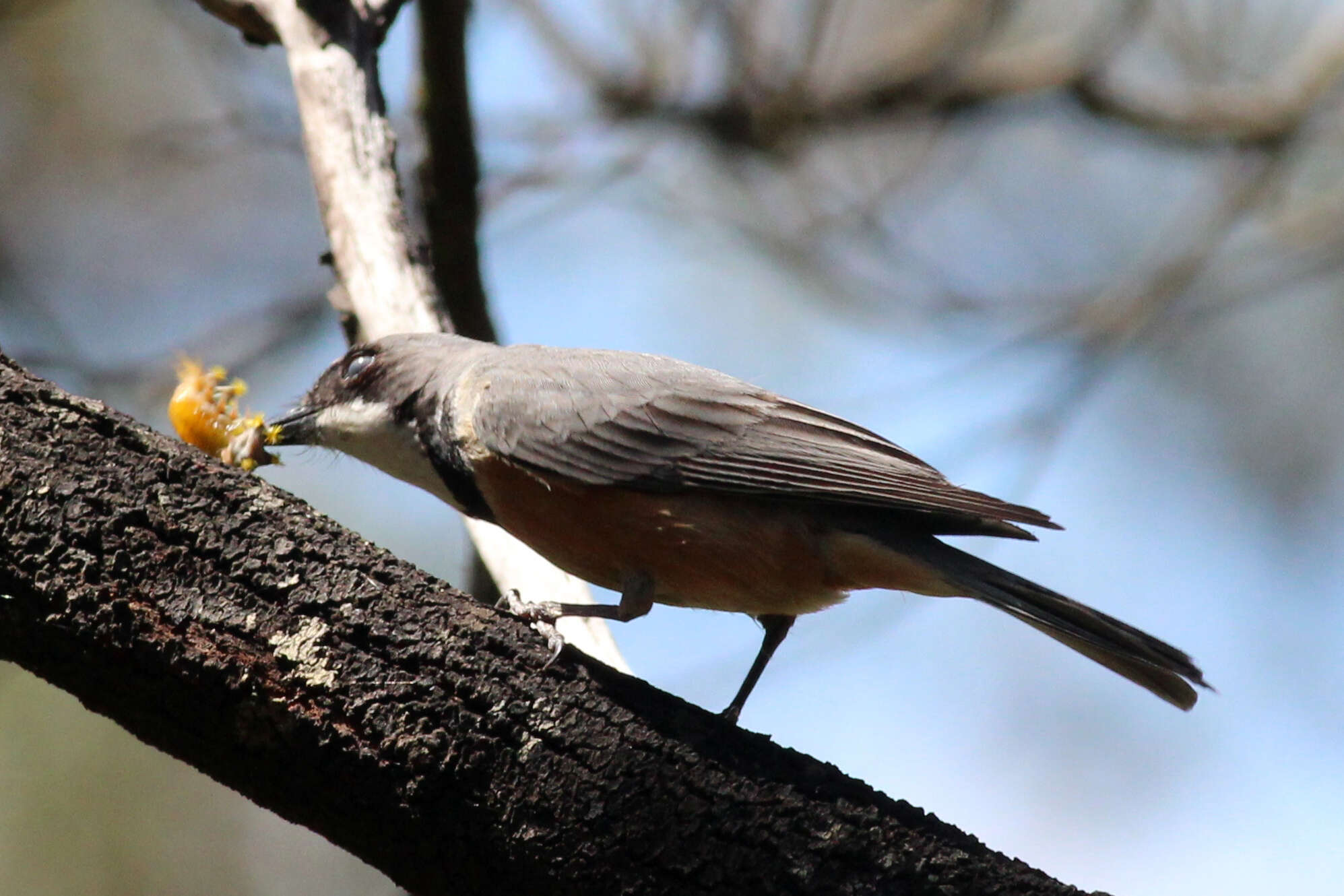 Image of Rufous Whistler