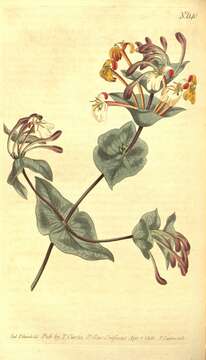 Image of Caprifoliaceae