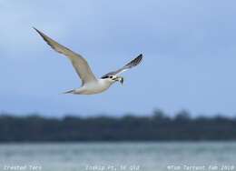 Image of Crested Tern