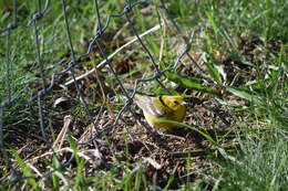 Image of Pine Warbler