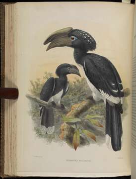 Image of Bycanistes Cabanis & Heine 1860