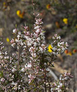 Image of Leucopogon ericoides (Sm.) R. Br.