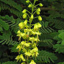 صورة Caesalpinia decapetala (Roth) Alston