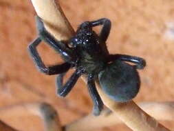 Image of desid spiders