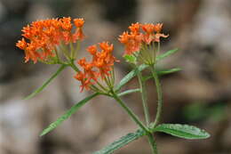 Imagem de Asclepias tuberosa L.