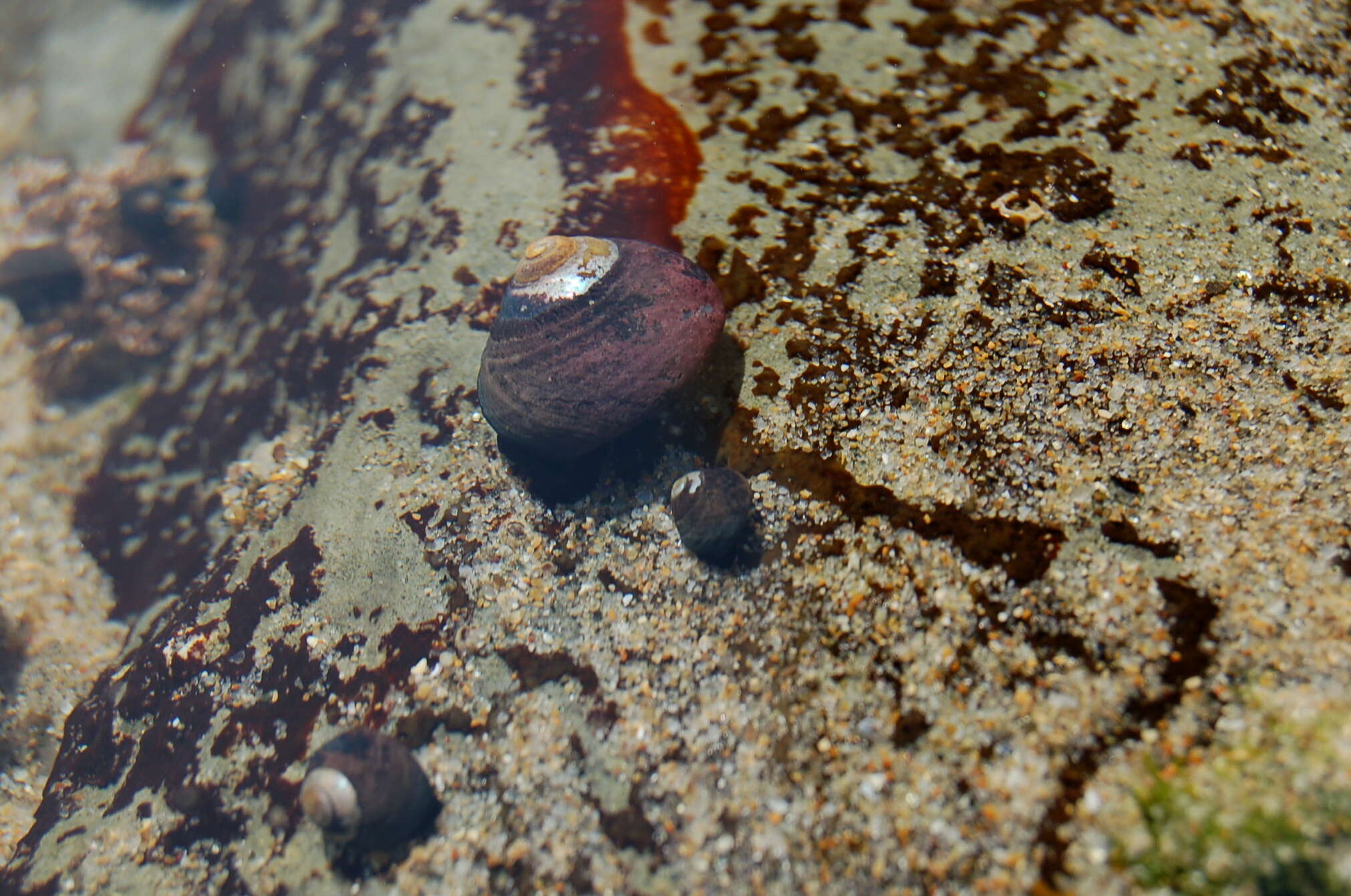 Image of Black Top Shell