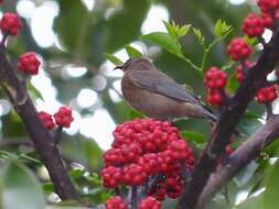 Image of Dusky Honeyeater