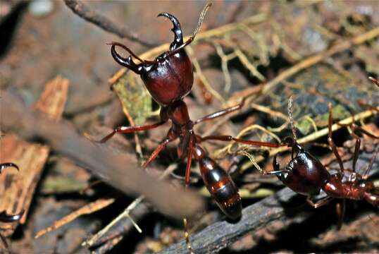 Image of Driver ants