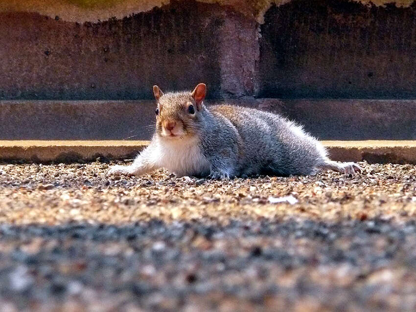 Image de Sciurus subgen. Sciurus Linnaeus 1758