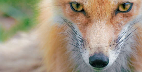 Image of Foxes