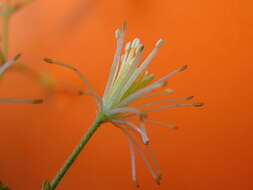 Image of Clematis brasiliana DC.