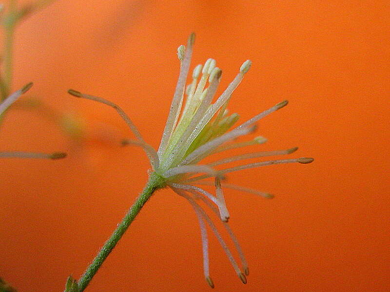 Image of Clematis brasiliana DC.