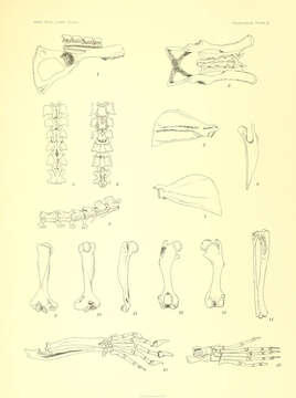 Image of Solenodons