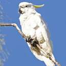 Image of Cacatua galerita fitzroyi (Mathews 1912)