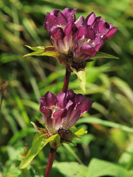 Image de Gentiana pannonica Scop.