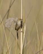 Image of Cisticola Kaup 1829