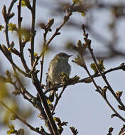 Image of Phylloscopidae