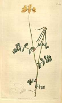 Image of crownvetch
