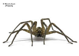 Image of false wolf spiders