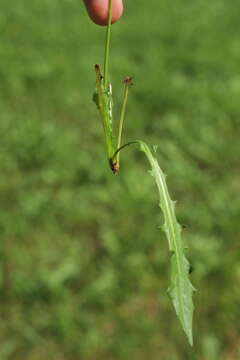 Image of Scorzoneroides