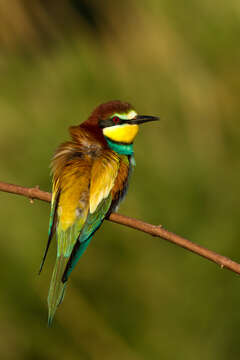 Image of bee-eater, european bee-eater