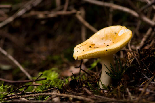 Image of common yellow russula