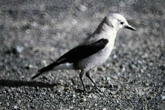 Image of Clark's Nutcracker