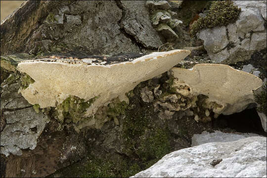 Image of Trametes