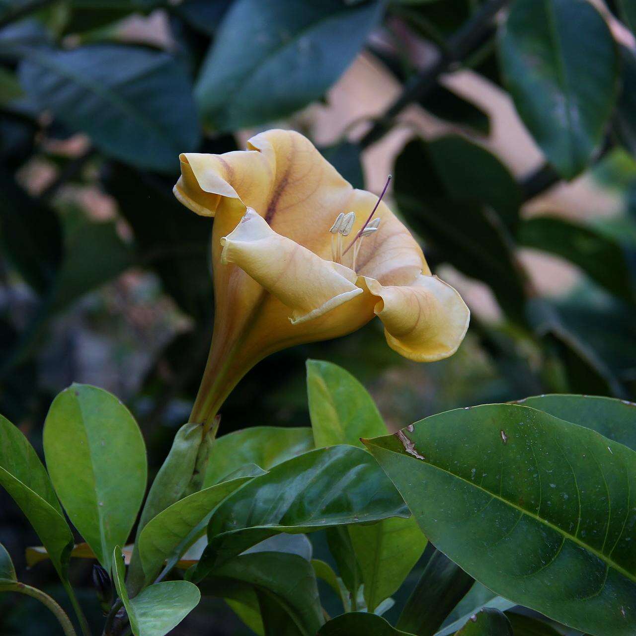 Image of chalice vine