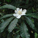 Gustavia hexapetala (Aubl.) Sm. resmi
