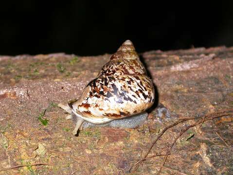 Image of Papustyla chancei (Cox 1870)