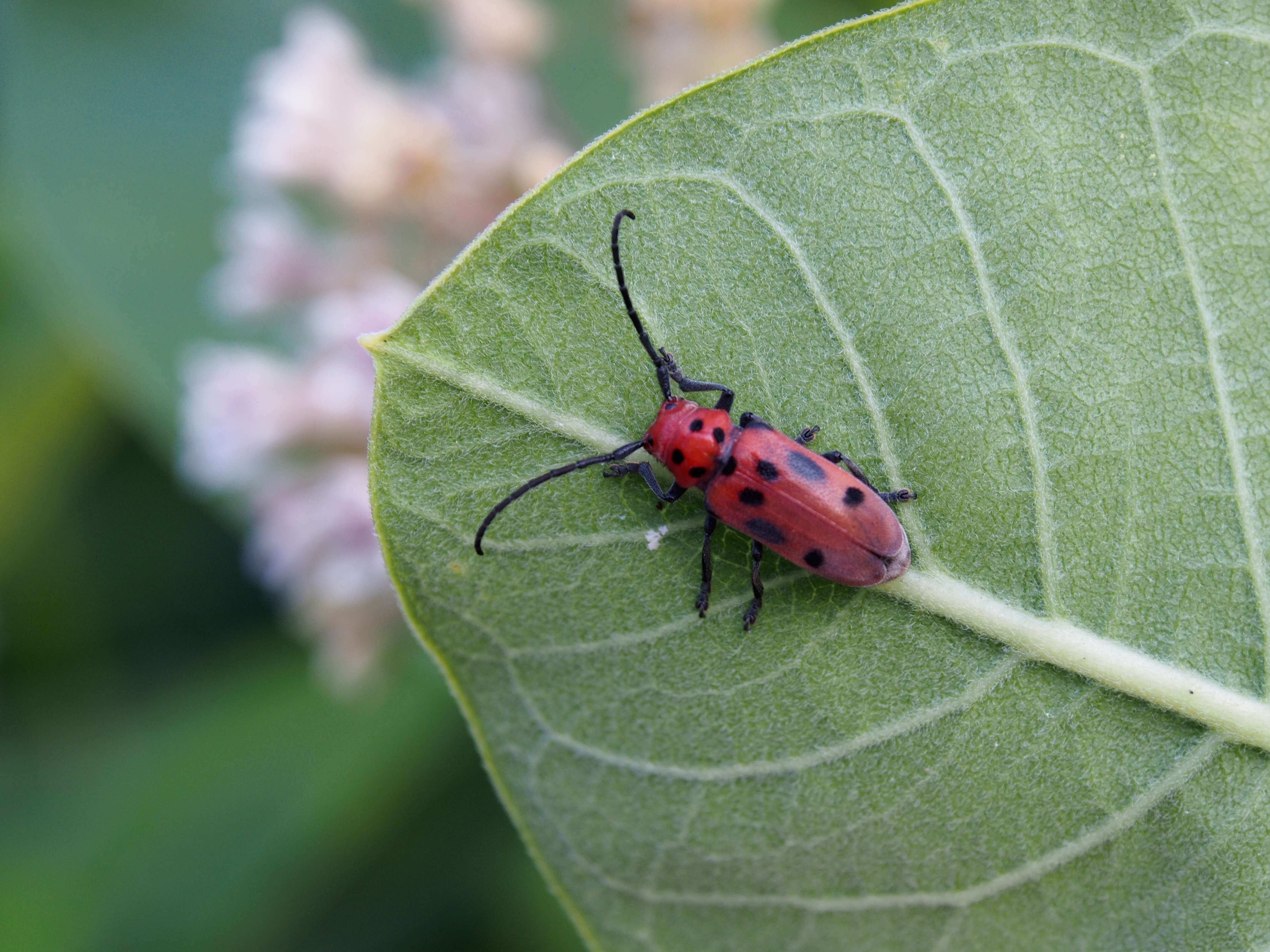 Image of Milkweed Longhorns