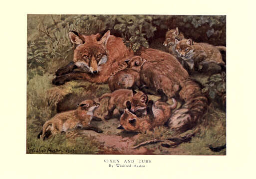 Image of Foxes