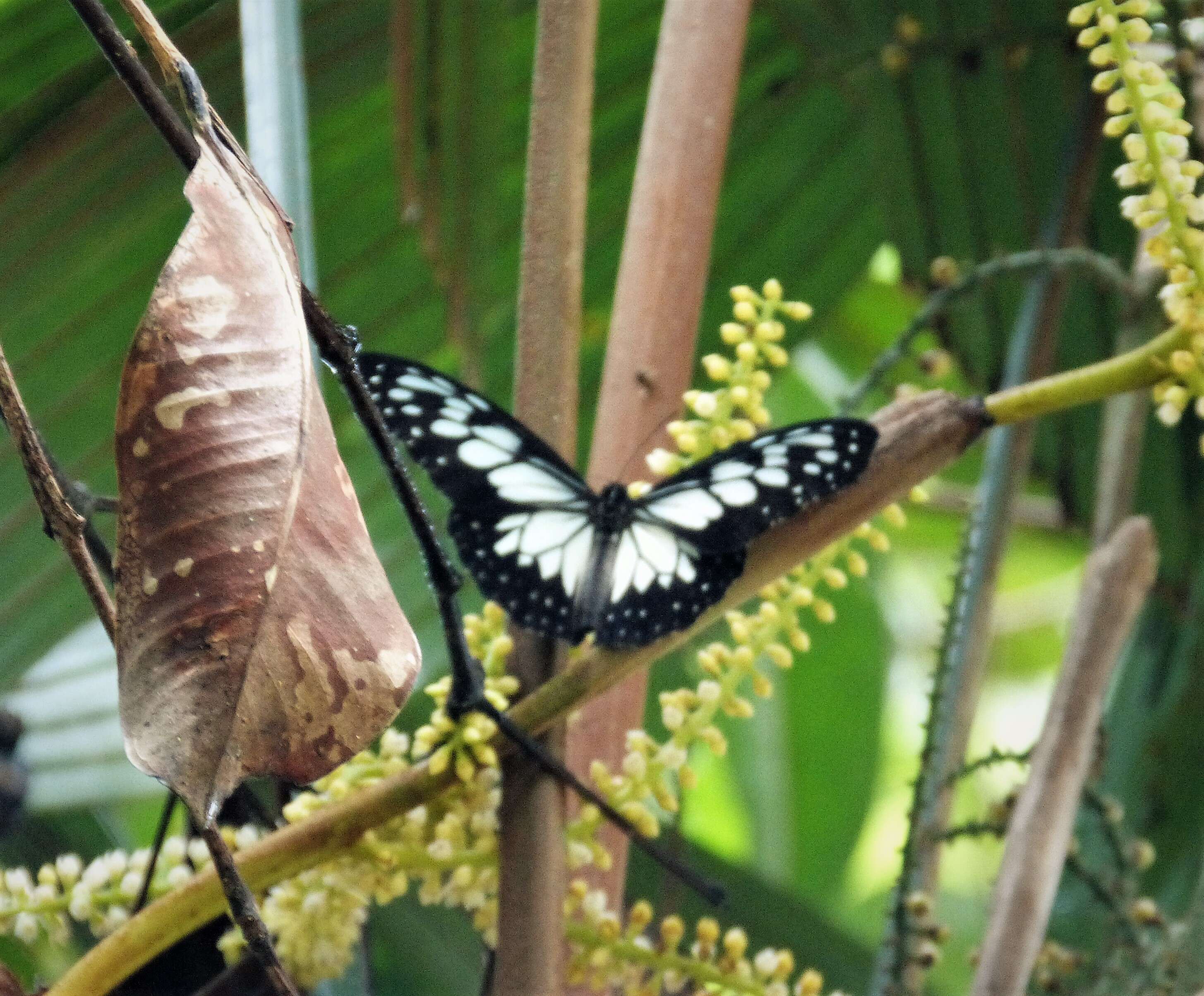 Image of Ideopsis