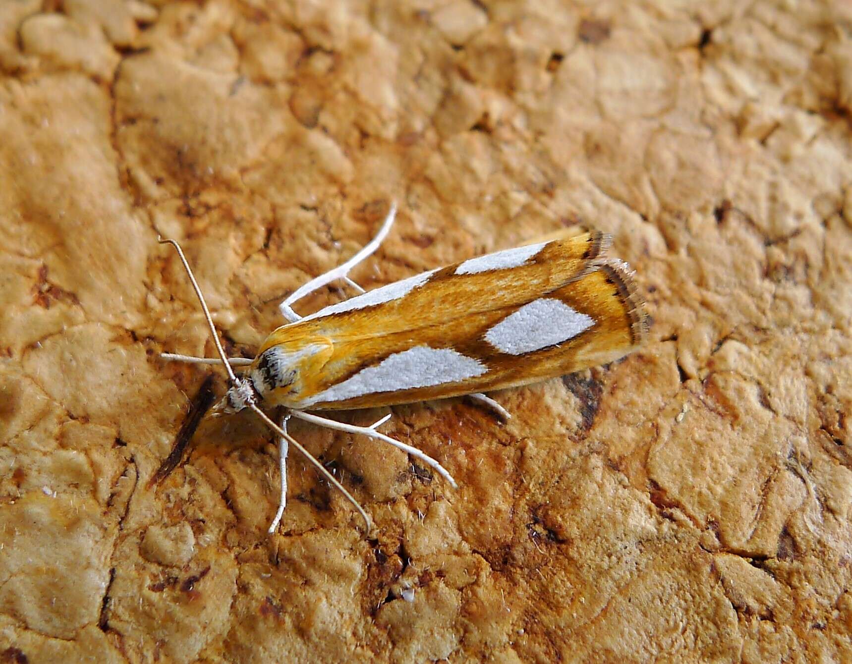 Image of Catoptria