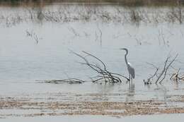 Image of Great Egret