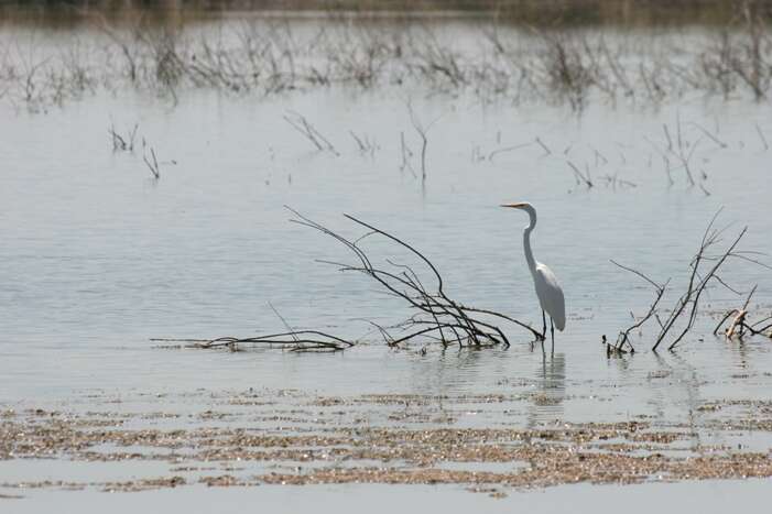 Image of Great Egret