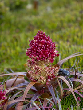 Image of Richea alpina Y. Menadue