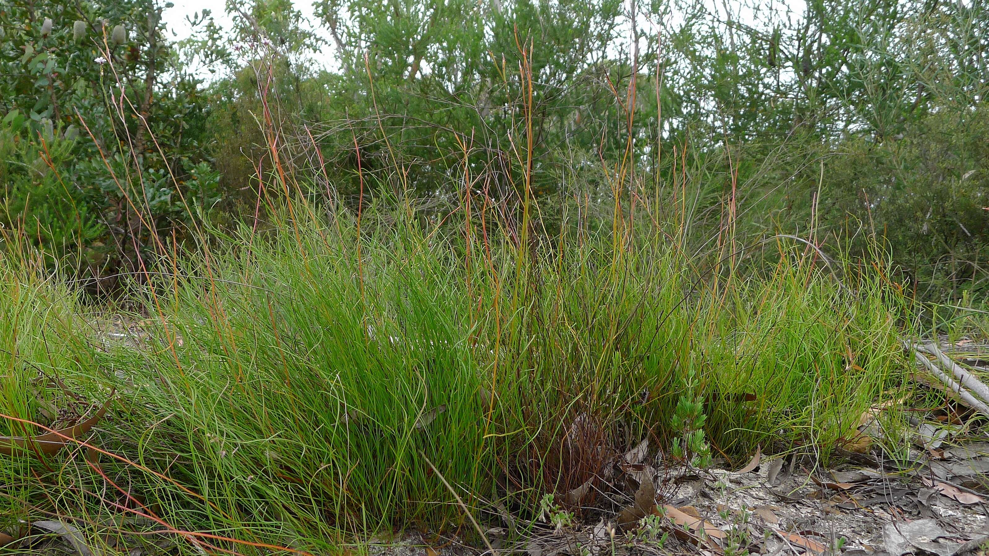 Image of Conospermum tenuifolium R. Br.