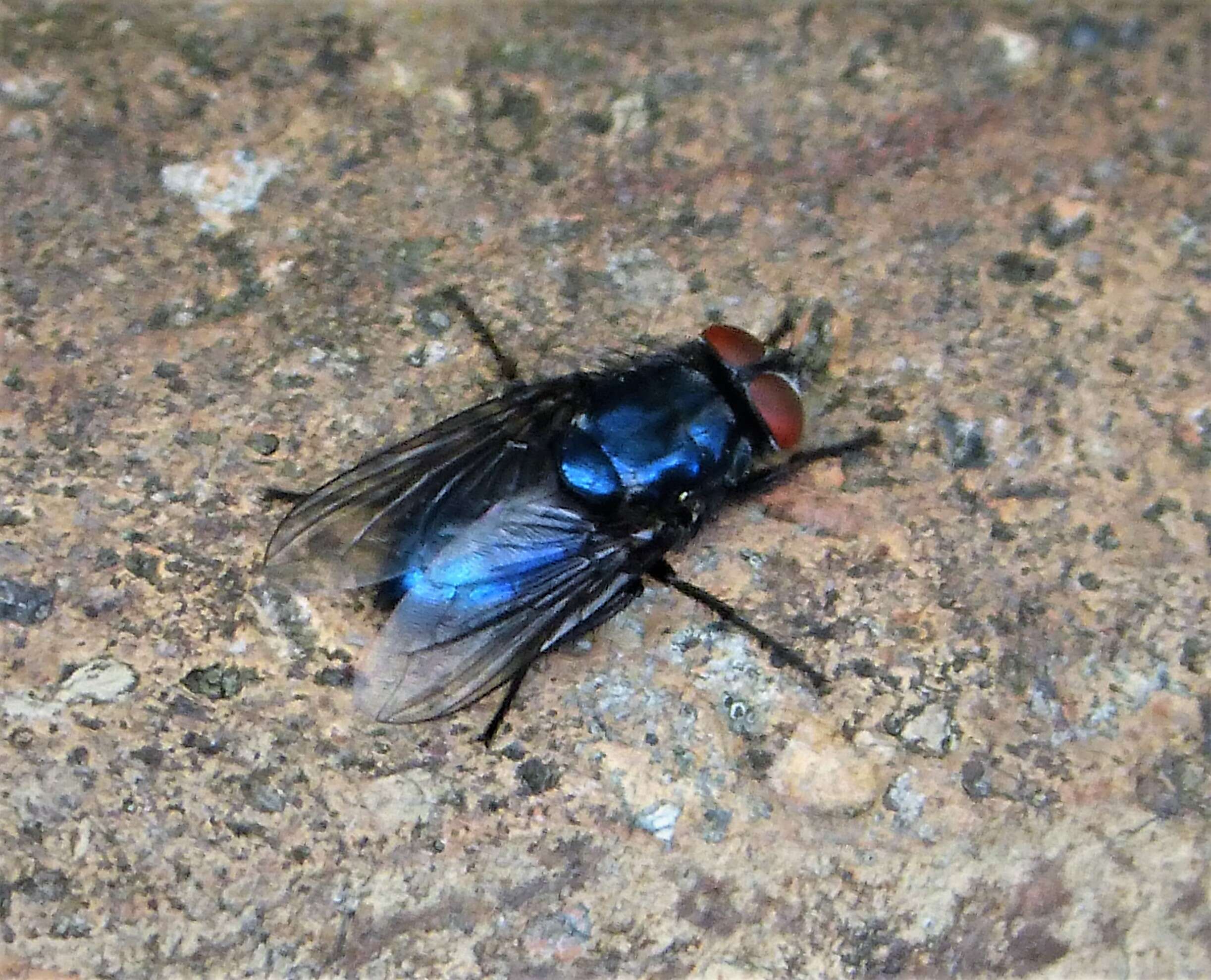 Image of blow flies