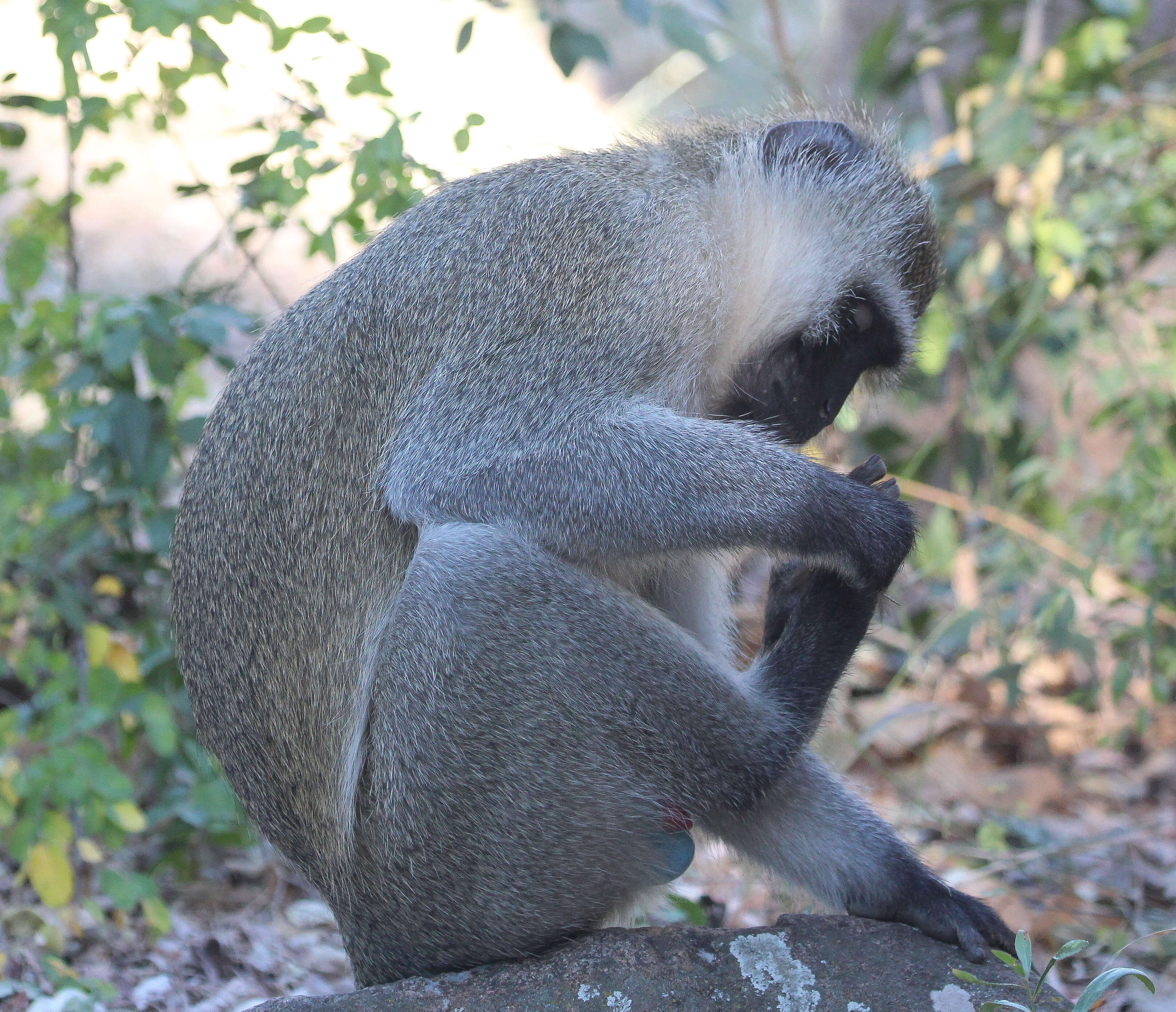 Image of vervet monkey