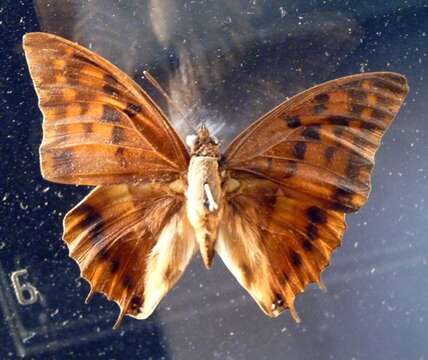 Charaxes protoclea Feisthamel 1850的圖片