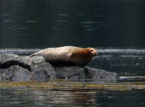 Image of Mediterranean Monk Seal