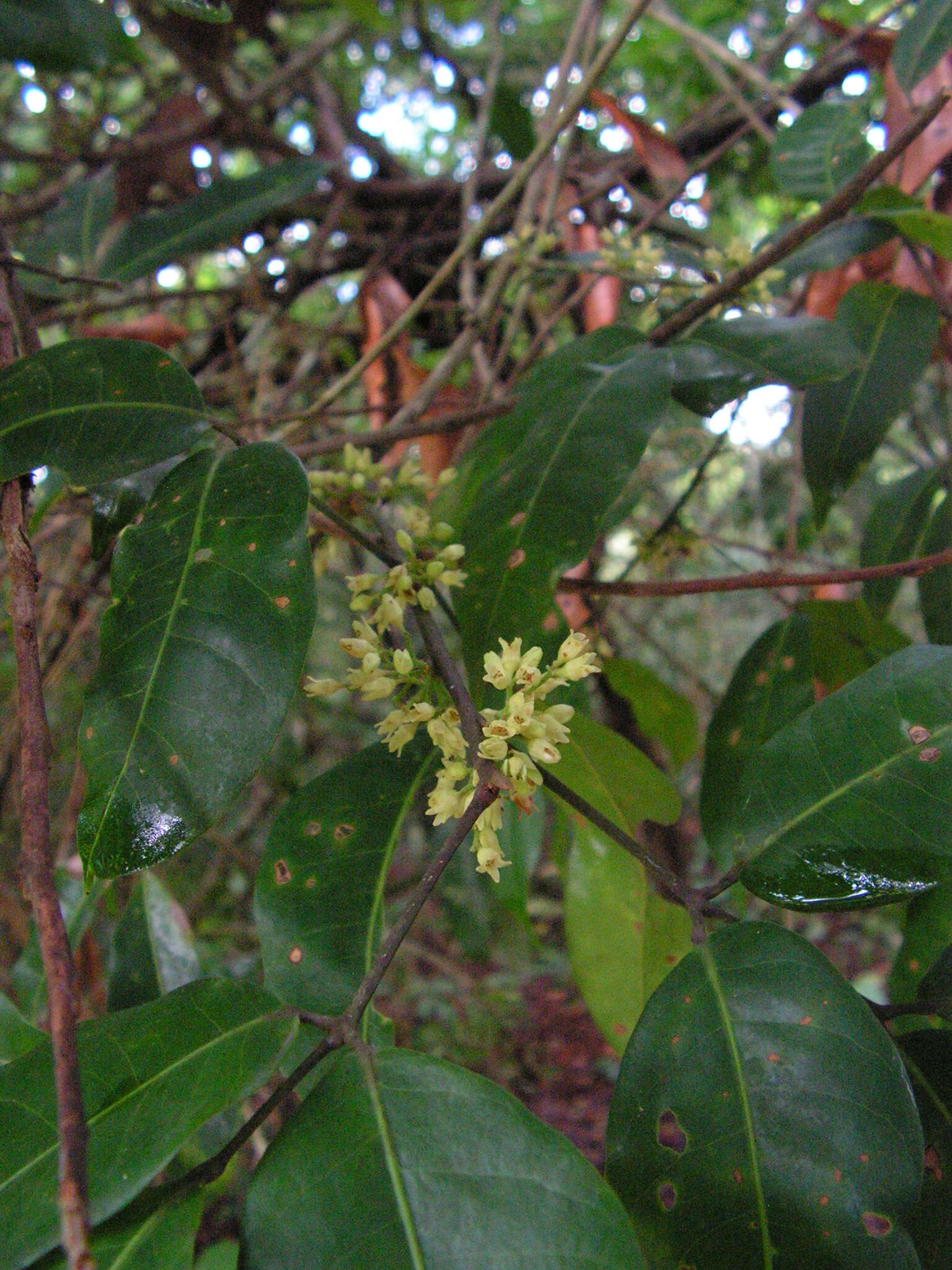 Image of Protium heptaphyllum (Aubl.) March.