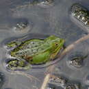 Image of Pool Frog