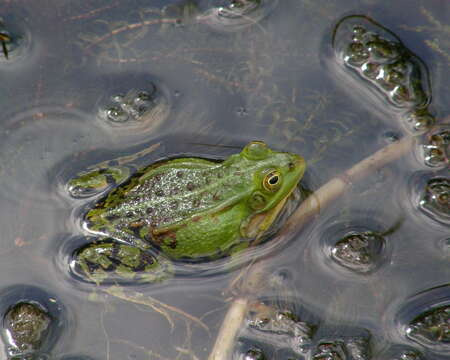 صورة Pelophylax lessonae (Camerano 1882)