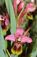 Image of Sawfly orchid