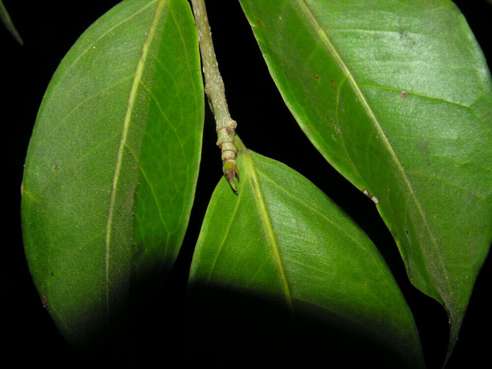 Image of Ficus pertusa L. fil.